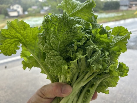 春を先取り！食用菜の花