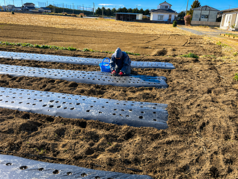 【朝採れ発送】茨城県境町産 生にんにく 約500g/約8個前後｜みずみずしい旬の味｜農薬・除草剤：栽培期間中不使用
