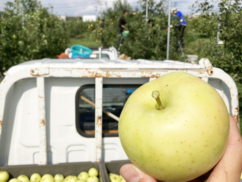 予約開始！青森県特別栽培りんご🍏トキ5kg🍏低農薬で皮ごとおいしい🍴キズなし良品🎁化学肥料不使用 低農薬 予約 青りんご