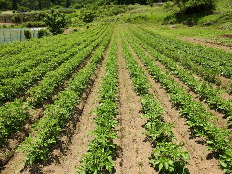 【肥料農薬不使用】自然栽培じゃがいも（グラウンドペチカ）