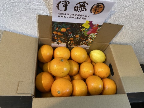 【おまけ付き】あふれる果汁！きよみ清見オレンジ3㎏【S～Lサイズ】【朝市限定】