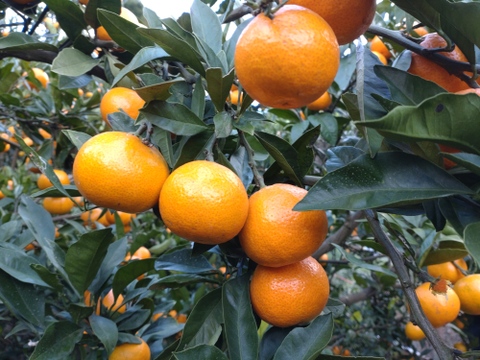 【訳あり】【数量限定】
広島県産　小玉いしじみかん🍊　5kg(箱込み)