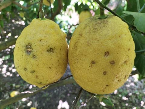 【訳あり】広島県産「これが夏レモン」《約18〜20個入》4kg以上