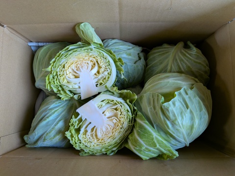 たっぷり小さい初夏キャベツ8個
