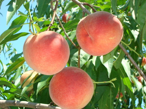 あまとう桃  お徳用訳ありコース　ご好評販売中の早生品種　2.8キロ　13から14個入り