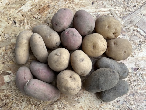 じゃがいも5種の彩りセット　1kg×5種