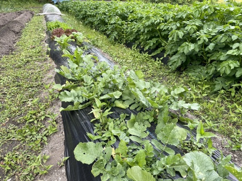 山のミネラルたっぷり野菜セット＜葉物多め＞２～３人用