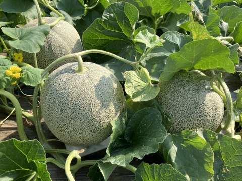 【訳あり商品】北海道メロン［ツナガルティアラ］6玉（計8kg以上）｜食べ頃を自分で完成させるメロン