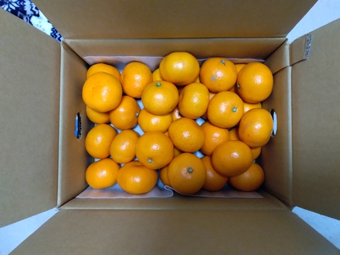 【食べチョクで１番売れてるみかんです！】夕やけみかん（3㎏）×２箱　小玉（圧倒的人気のみかんです！）