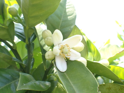 【ご家庭用 】 文旦(小玉) 箱込み5Kg