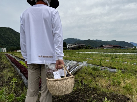 朝採れ！自然栽培野菜4種の極上サラダセット　700g