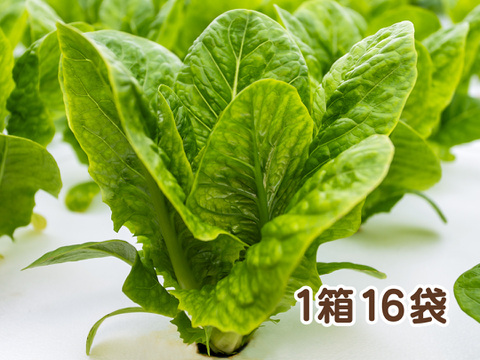 【アクアポニックス産】朝採れ新鮮ロメインレタス！「ディラゴ」1箱16袋（1袋約50～100g）