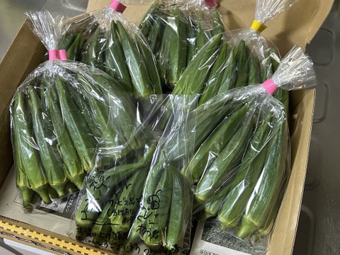 食べ切り🉐ネバネバたっぷり！石垣島産バラエティオクラ　5袋(1袋/13〜15本入)
小さいのや、大きいのや、太いのや、色々なオクラの詰め合わせ‼️