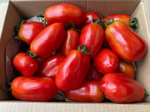 調理・加工用の定番トマト！サンマルツァーノ（2kg）