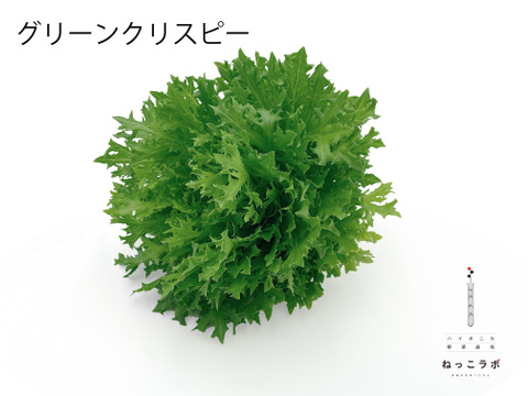 シェフ御用達！料理に使いやすいサラノバレタス4種ミックス（業務用簡易包装 10～12株）1㎏