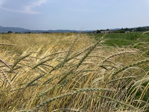【国内産希少】自然栽培スペルト小麦（精麦）