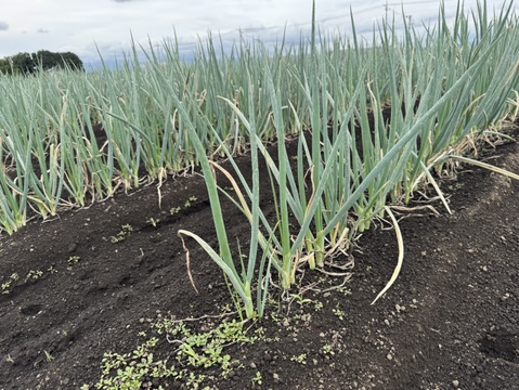 甘い長ネギ【夏扇パワー】有機肥料栽培　除草剤不使用　群馬県産　20本　Lサイズ(1,5cm以上)