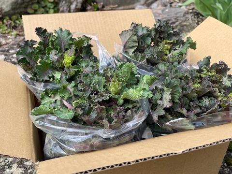 今が旬！ケーレッツ（イギリス野菜）８００ｇ