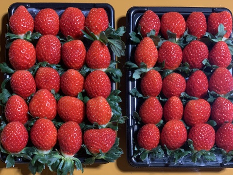 【新品種べにたま】２パック(560g) ついに解禁🍓