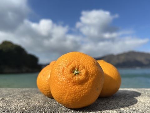 【プチプチ食感♪ しらぬい（デコポン同品種） 】【果汁に満足！】甘みが強く酸味が苦手な方も！しらぬいみかん約５㎏ 瀬戸内の離島より！果汁たっぷり品種をお届け✨