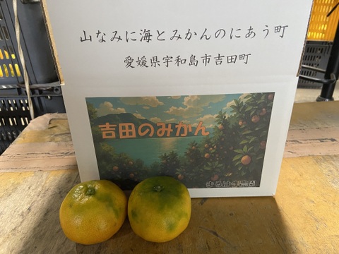 【１１月１８日～２３日収穫】甘酸っぱい！多少のキズはご容赦を【家庭用】早生ミカン”３kg”（サンプル糖度9.6～11.2度）
