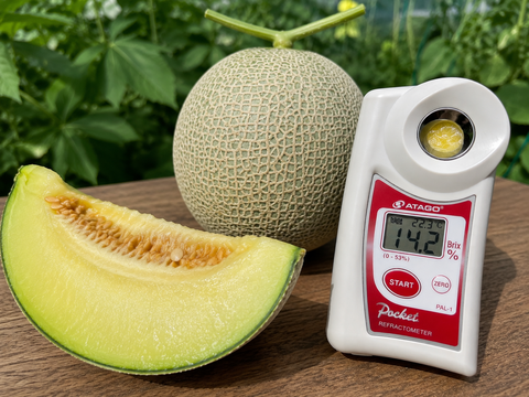 【父の日ギフト】【夏ギフト】【お中元】四万十育ちの完熟アムスメロン（大玉1.5kg程度）【糖度14度以上保証】栽培中農薬不使用
