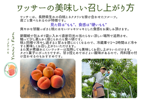 生産農家直送 早生ワッサー ご家庭用 3kg 長野県産 化学肥料不