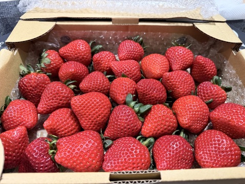 ⑦ 真心農園　あまりん【大玉】バラ詰め870g×１箱（果形混在）TCAMOD1B