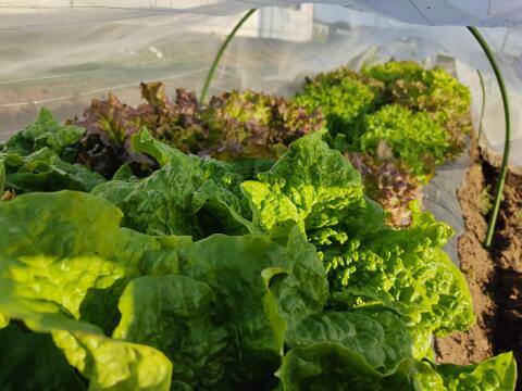🍃【朝採り】旬の株どりレタス3～4株 ＋ 旬野菜の詰め合わせBOX🍃