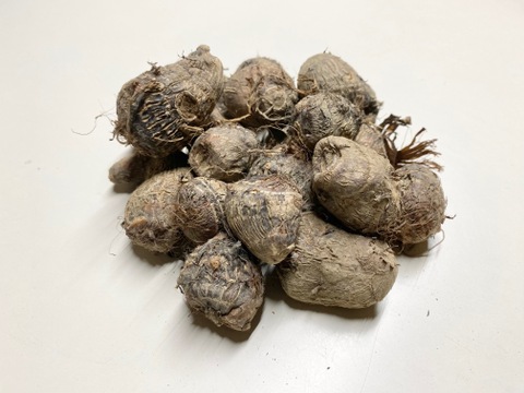 安心・安全 有機栽培 里芋 （超小粒）さといも サトイモ 1kg 石川県産