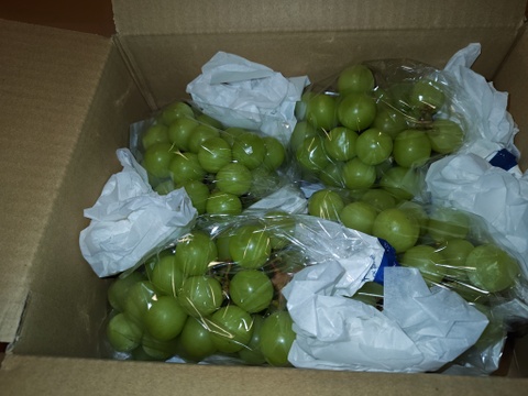 大粒メインで大好評！朝採れ新鮮！ご家庭用　サイズ不揃い　簡易包装　約2kg　ぶどう生産量トップクラスの山梨県で作る皮ごと種なしのシャインマスカット