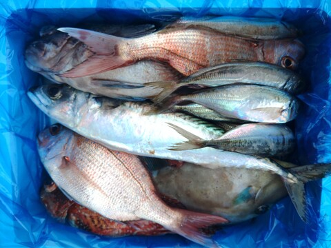 箱いっぱい！深浦の天然鮮魚セット（80サイズ）【母の日ギフト】などにもどうぞ！