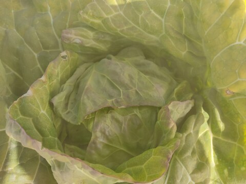✨農薬・化成肥料不使用の新鮮キャベツ1玉と旬のお野菜✨