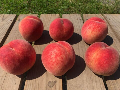 木でしっかり完熟させた皮ごと食べれる自然栽培の桃６個（約1.5kg）有機JAS認証取得