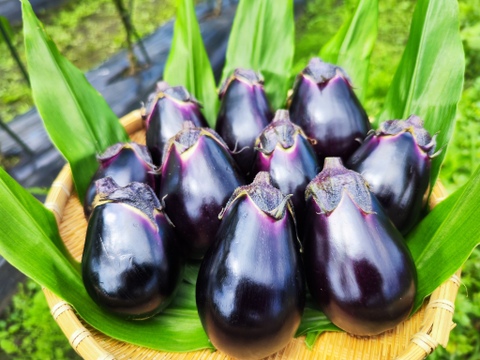 なす•クール便】希少在来種「新潟黒十全茄子」甘味あるやわらかナス 浅
