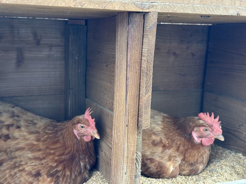 【平飼い卵野菜セット】農薬不使用キラピカ旬野菜BOX７〜8品、平飼い卵セット・朝穫れ農の島＊大三島＊よりお届け！