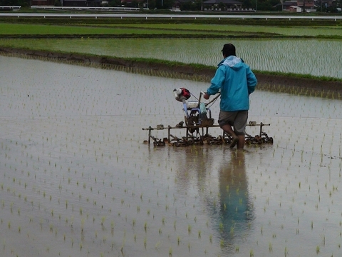 自然栽培の『しあわせ米』玄米20kg