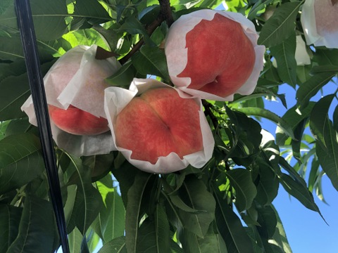 桃「川中島」家庭用5kg（10〜18玉）