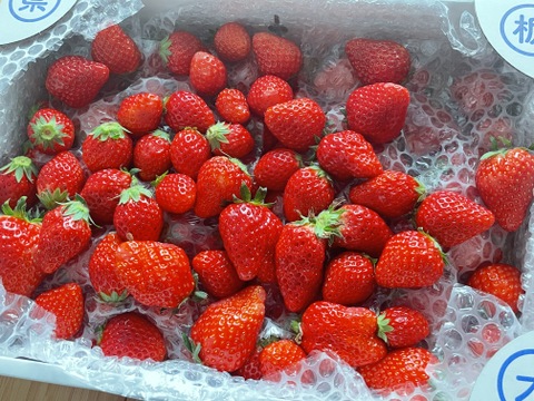 コロコロジャム用いちご（とちおとめ）2000g