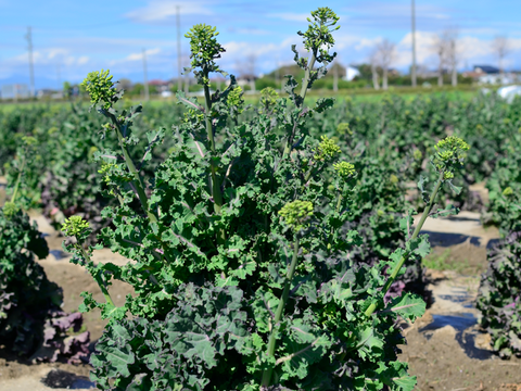 【有機栽培 JAS認証】プチヴェール菜の花 600g＋【機能性表示食品】ソフトケールGABA（500g）（静岡県磐田市産）