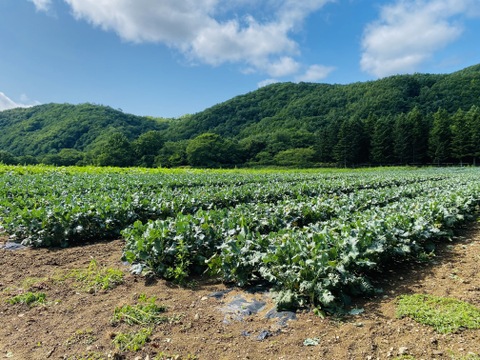 【数量限定】瀬戸牛農園の夏野菜セット(おまかせ詰め合わせ)[化学農薬・化学肥料・除草剤不使用]