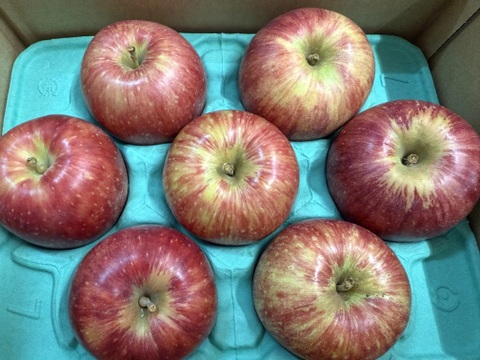 青森県産りんご　葉取らず　つがる　家庭用2㎏【5〜10個】