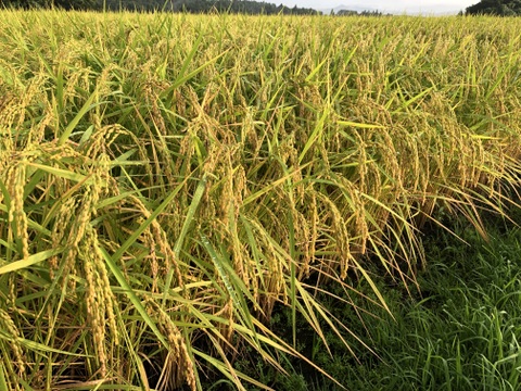 鳥取県産　新米予約　雪解け水で育ったお米🍙5kg