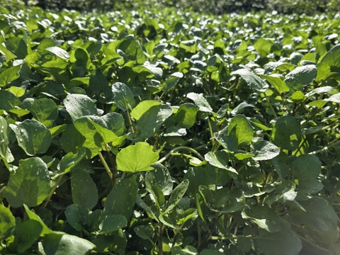 【500g】兵庫県但馬産　ごちそうクレソン