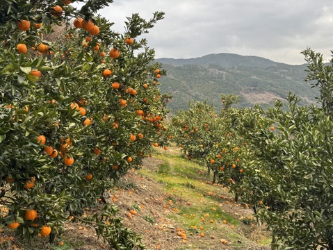 【濃厚な味と香り＆種あり】今津ぽんかん《ご家庭用 2kg》｜サイズ混合｜愛媛・西宇和産
