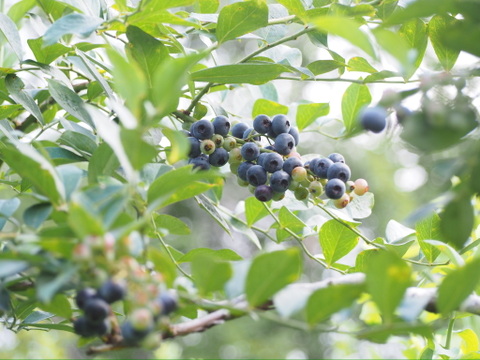 農薬不使用大粒冷凍ブルーベリー 1kg【るりしずく】：千葉県産
