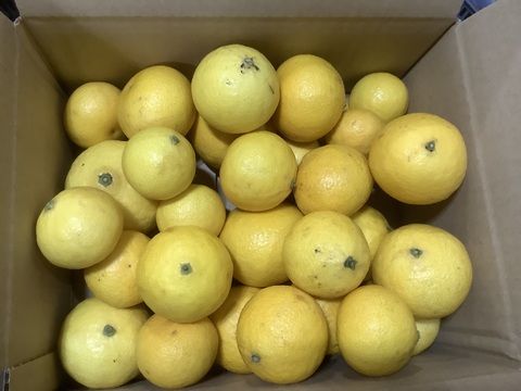 『2024年』【希少】湘南ゴールド（ハウス)ご家庭用混合サイズ2S ~3Lサイズ2kg【幻のオレンジ】
2月24日収穫の樹上完熟限定品
食べチョクアワード2023果物部門　7位入賞‼️