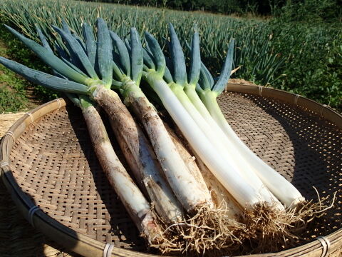 特割セール お家で贅沢 超極甘 料亭ネギ 松本一本ネギ 約3kg S Lサイズ ２５本 城島 長瀬が大絶賛 長野県産 食べチョク 農家 漁師の産直ネット通販 旬の食材を生産者直送