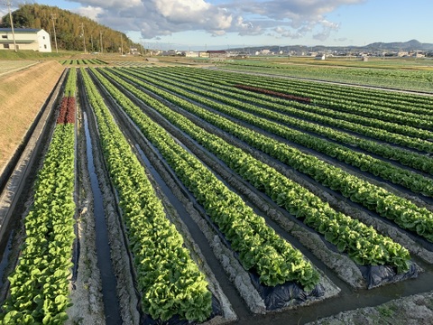 今シーズン最初で最後のセロリ🥬オマケ野菜入り