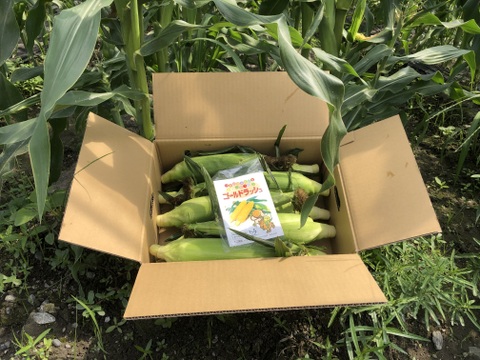 入江農園のスーパースイートコーン4kg